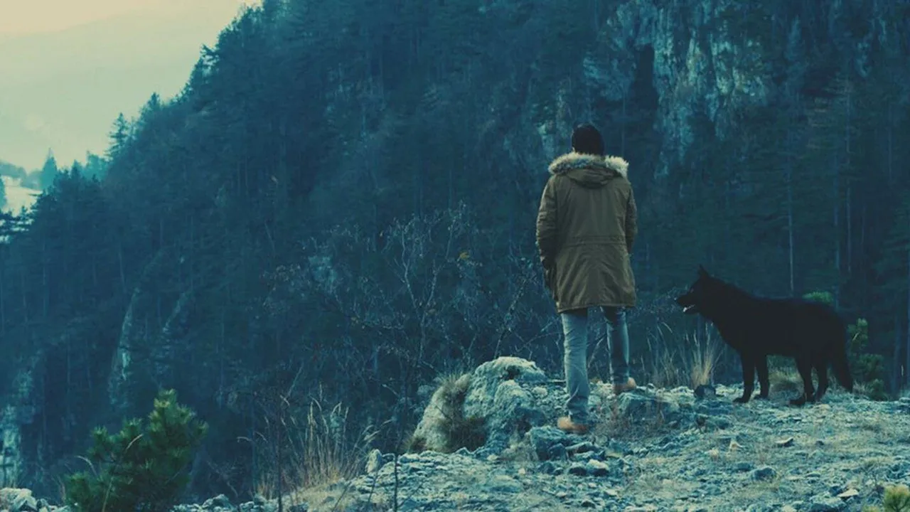 Psi umiru sami backdrop